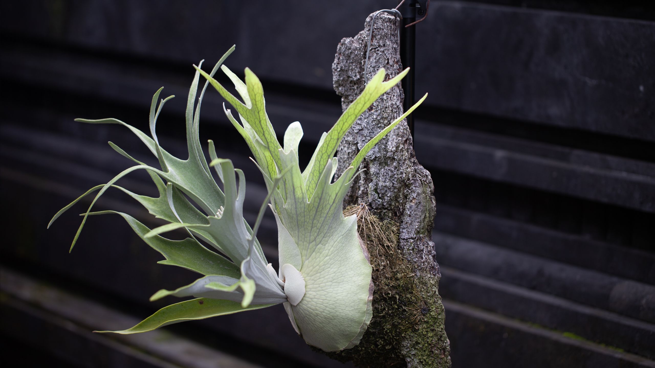 Platycerium veitchii ‘Lisa’ x veitchii ‘Wild’