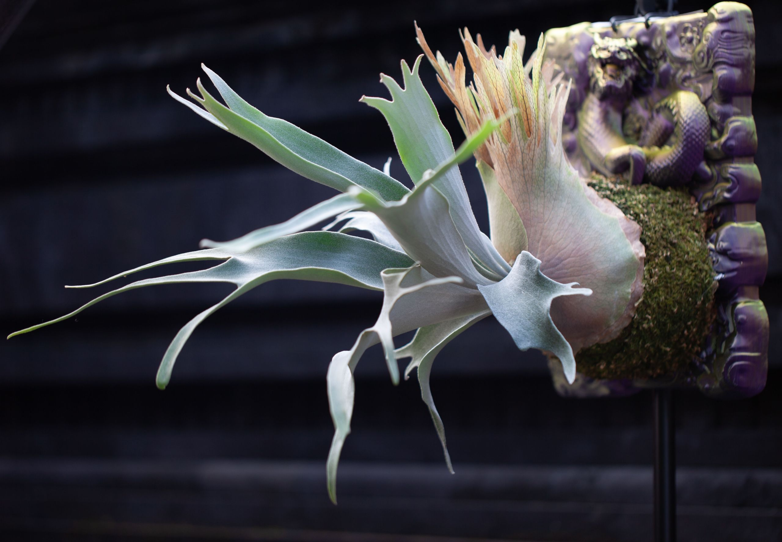 Platycerium ‘NAMM’