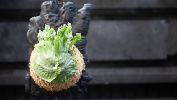 Platycerium wandae Dwarf - Image 4