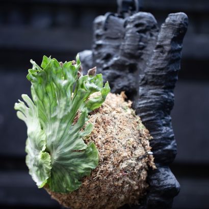 Platycerium wandae Dwarf