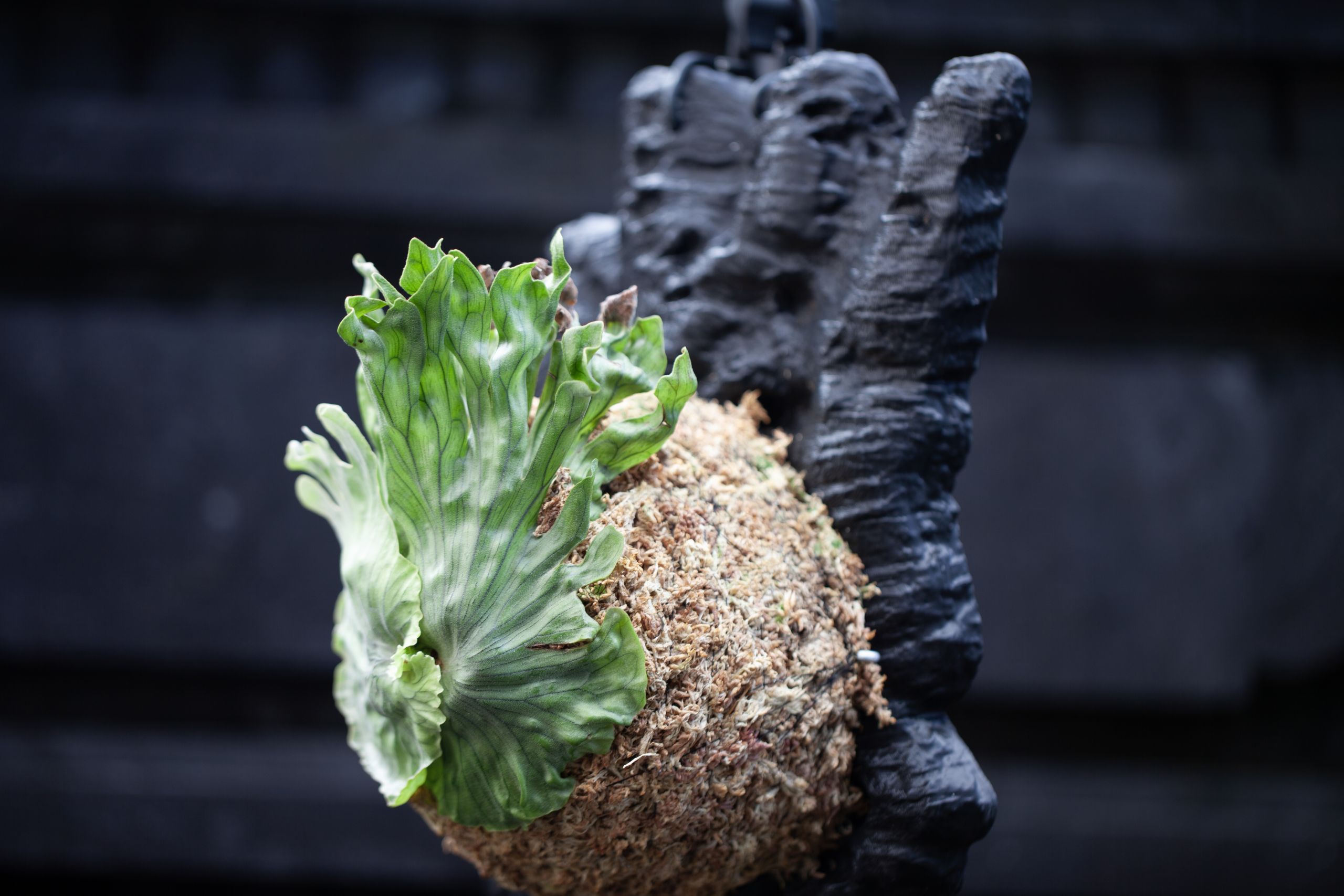 Platycerium wandae Dwarf