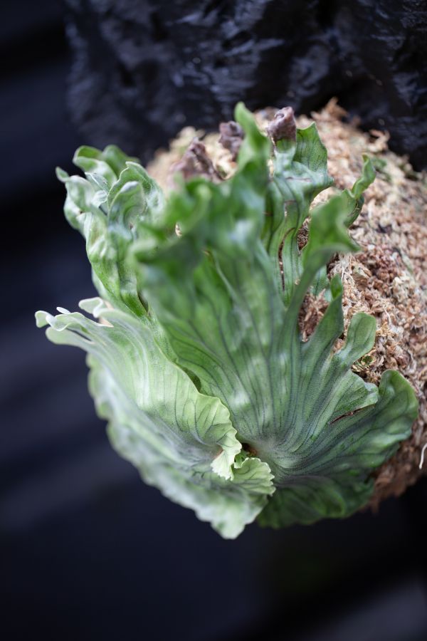 Platycerium wandae Dwarf - Image 2