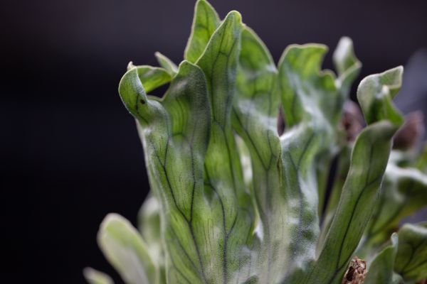 Platycerium wandae Dwarf - Image 3