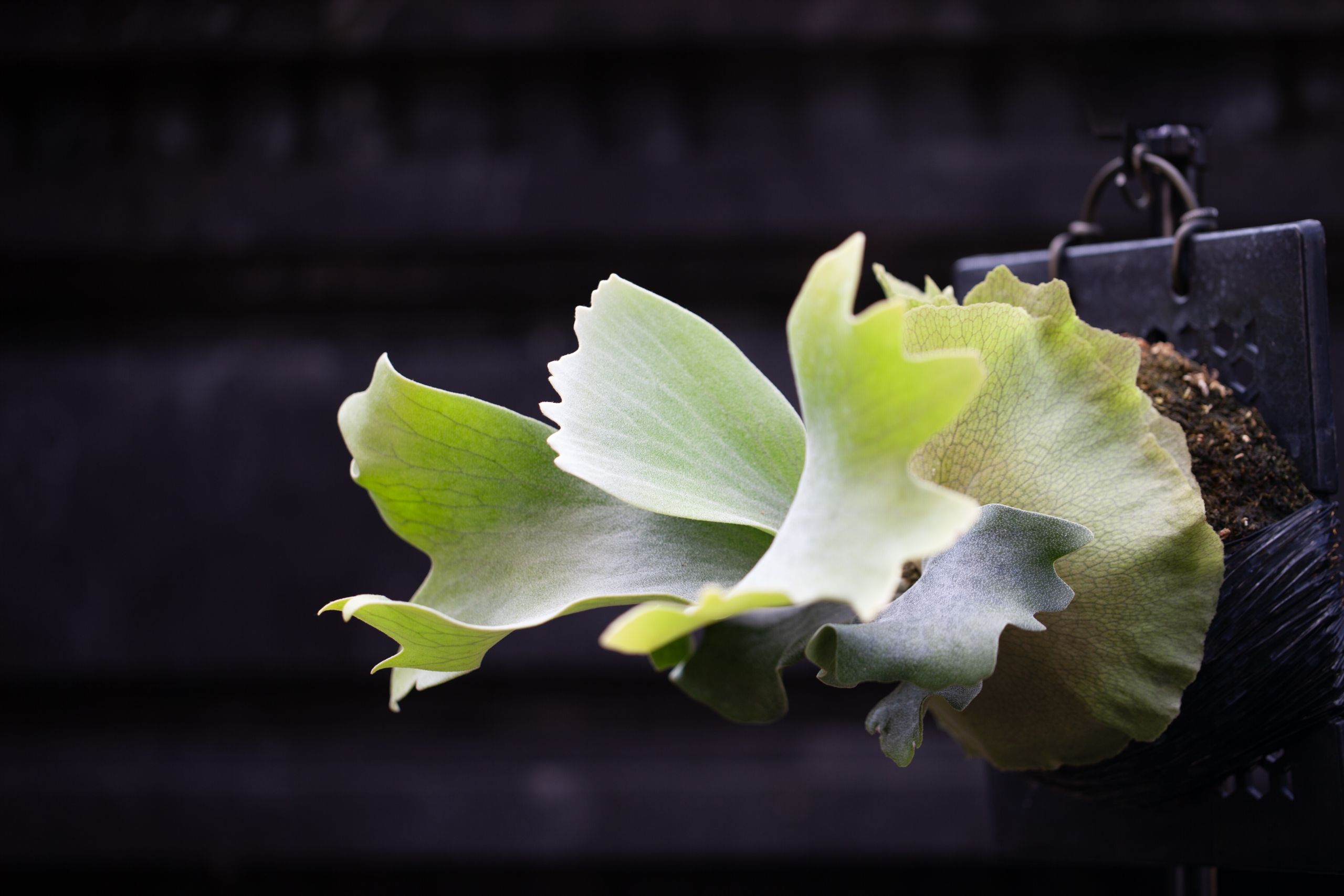 Platycerium willinckii ‘OMG’ x ‘Cupid Wing’