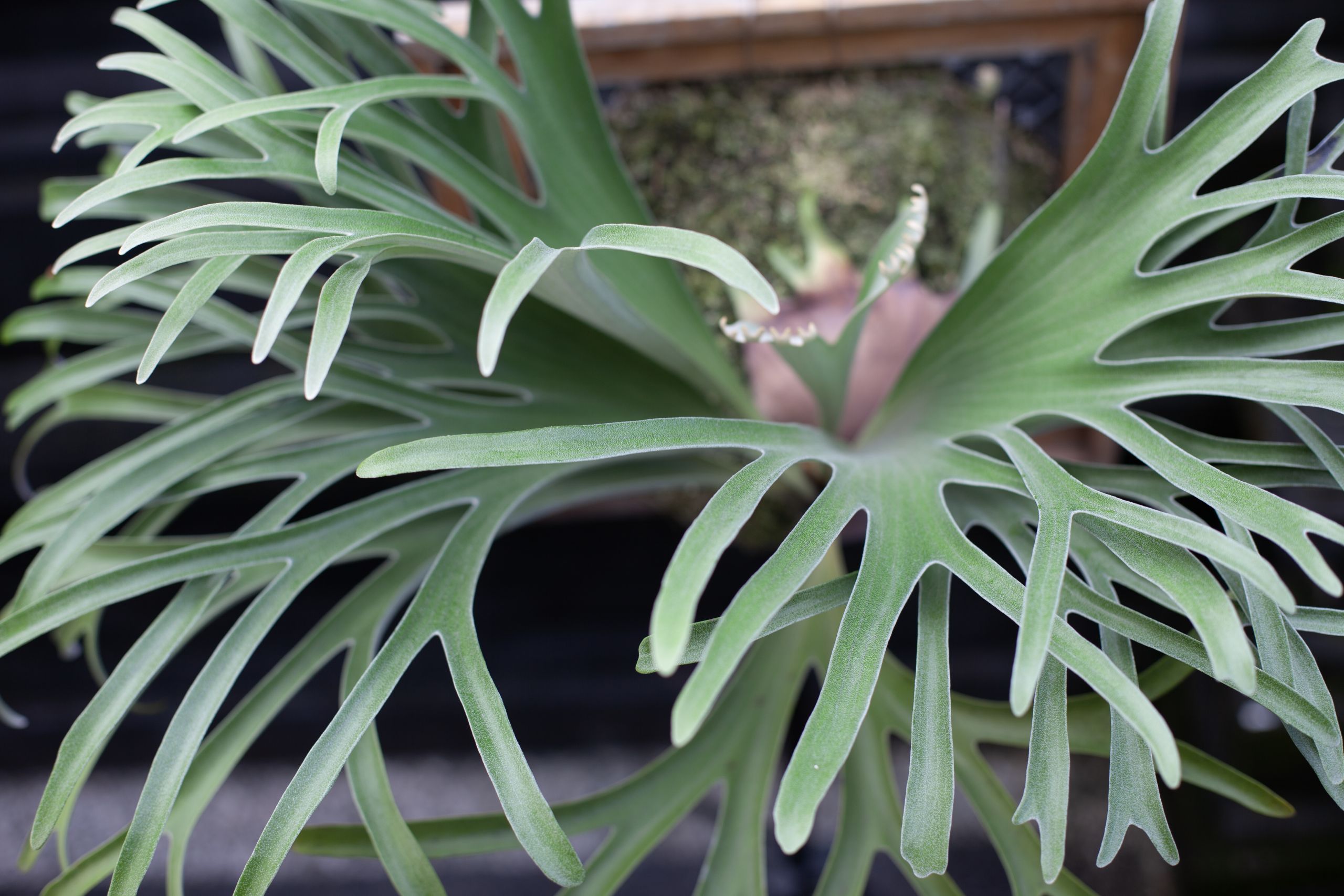 Platycerium vassei