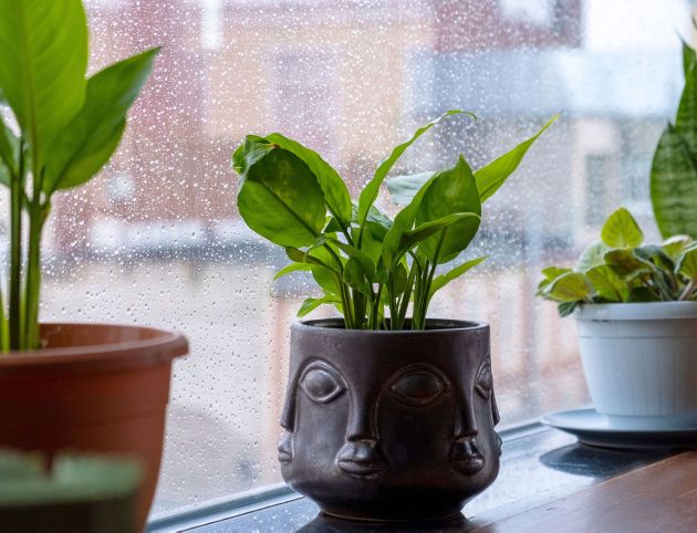 flower-pots-with-indoor-plants-are-on-windowsill-2025-01-09-21-58-27-utc flower-pots-with-indoor-plants-are-on-windowsill-2025-01-09-21-58-27-utc