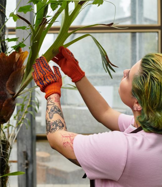 In a bright greenhouse, a young woman in gloves tends to lush greenery, nurturing plants with care.